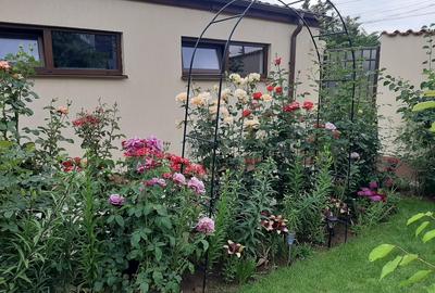 Chiajna, jud. Ilfov - 1