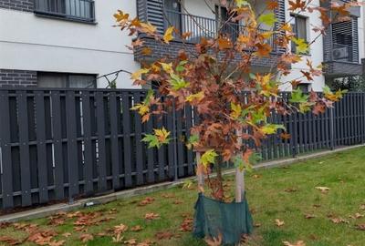 Apartament cu gradina 2 camere Pipera - 12