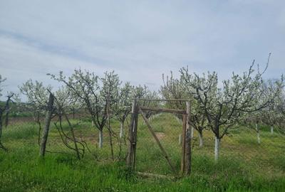 Teren de 2000 mp, în Dridu - 4