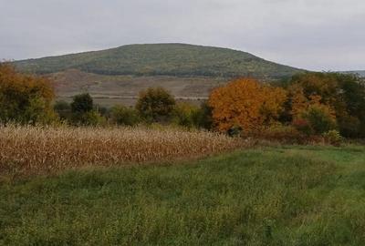 Teren de 4800 mp, în Dumești - 2