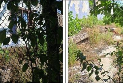 Casă cu 1 camere cu Teren 1200 Mp în Cucuruzu - 12