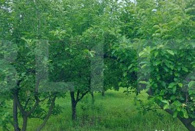 Casă cu 5 camere cu Teren 2800 Mp în Abator - 1