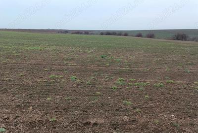 Teren de 558 mp, în Livada de Bihor - 3