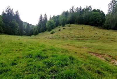 Teren intravilan Poiana Brasov, 2760 mp, PUZ constructie casa D+P+2E - 3
