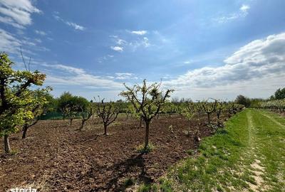 Teren de 50 mp, în Central - 6