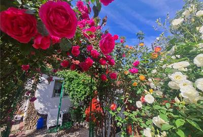 Casă individuală cu 3 camere cu Canalizare în Chitila - 6