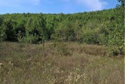 Teren extravilan Sotanga, ID: R2590381 - 9