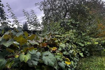 Casă individuală cu 7 camere cu Teren 400 Mp în Central - 21