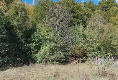 Spațiu comercial, în Central - 6