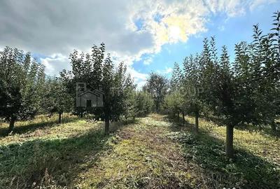 Teren de 2902 mp, în Dămienești - 2