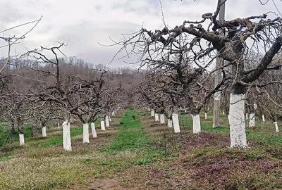 Casă cu 3 camere cu Teren 2800 Mp în Boțești - 7