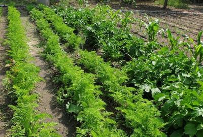 Casă individuală cu 4 camere cu Teren 1511 Mp în Adâncata - 3