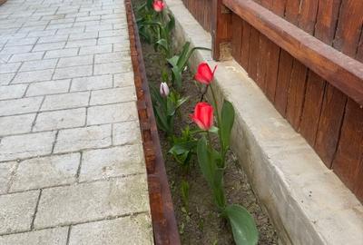 Apartament cu 3 camere semidecomandat în Valu lui Traian - 8
