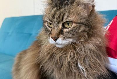 Teren de 9400 mp, în Ciolpani - 2