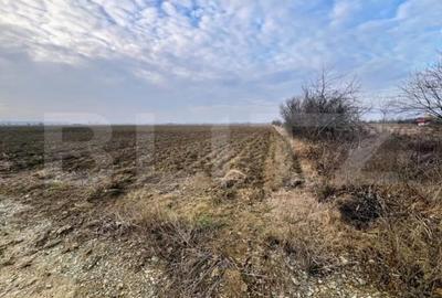 Teren de 5000 mp, în Primăverii