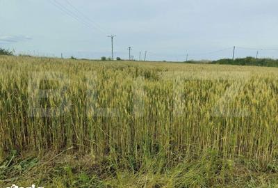 Teren de 390000 mp, în Iosefin - 9