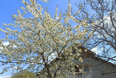 Casă cu 4 camere în Dragomirești - 4