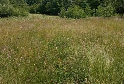 Teren de 5000 mp, în Vicovu de Sus - 7