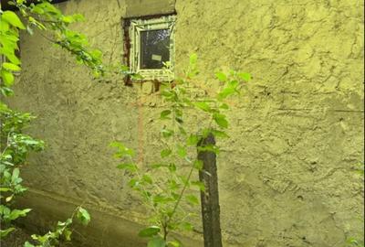 Casă cu 3 camere cu Teren 1723 Mp în Bogza - 10