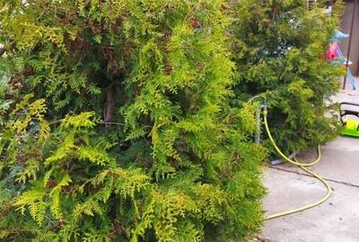 Duplex cu 5 camere cu Canalizare în Macea - 2