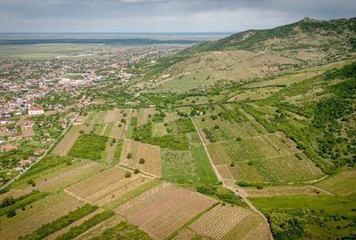 Teren agricol extravilan de 3654 mp, în Șiria - 7