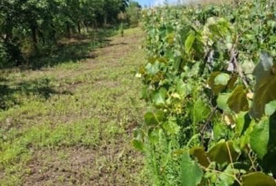 Casă cu 2 camere cu Teren 1644 Mp în Burlești - 9