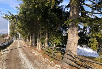 Teren de 6000 mp, în Panaci - 5