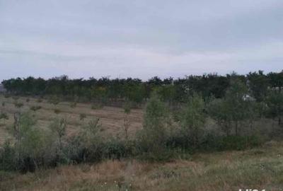 Casă cu 2 camere cu Teren 10000 Mp în Central - 5