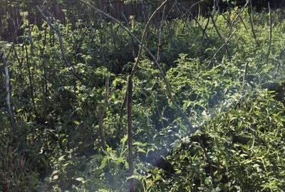 Casă cu 3 camere în Cerțești - 4