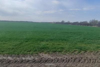 Teren de 15000 mp, în Aradului