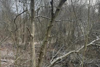 Teren de 866 mp, în Tăuții-Măgherăuș - 2