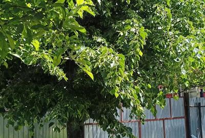 Vand casa plus teren in Sat Larga, com Dofteana, jud. Bacau Vand casa plus teren in Sat Larga, com Dofteana, jud. Bacau - 7