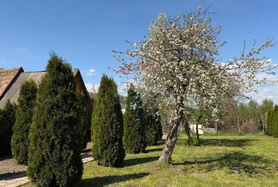 Casă cu 3 camere cu Teren 788 Mp în Biertan - 7