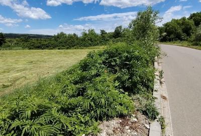 Teren de 5000 mp, în Bucov - 1