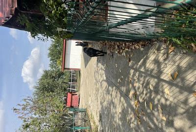 Casa parter 122 mp + teren 1502 mp Cerneteaz, Strada Daliei (central, drum asfaltat) - 4