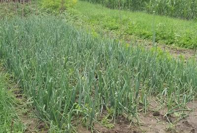 Casă cu 2 camere în Luncași - 8