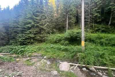 Teren de 500000 mp, în Ciocănești - 10