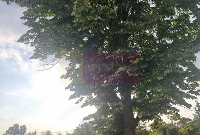 Se vinde teren 2150 mp in Teisori Giurgiu - 12