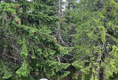 Spațiu comercial, de 1,223 mp, în Rânca - 1