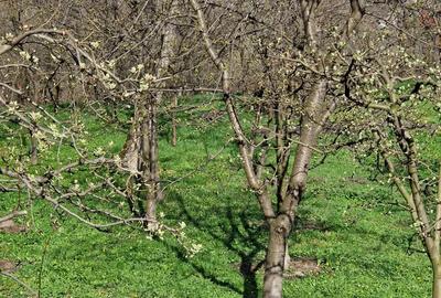 Vand casa cu ?ura ?i gradina in Bosanci, Suceava - 2