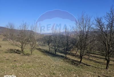 Teren de 4627 mp, în Bârsana - 1