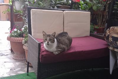 Casă individuală cu 5 camere cu Teren 160 Mp în Grivița - 6