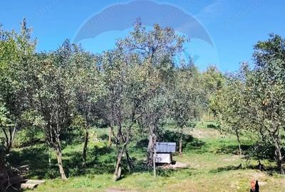 EXCLUSIVITATE! Casa veche si teren 30 ari, centru Mirsid - Comision 0% - 4