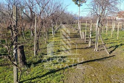 Casă cu 5 camere cu Teren 2158 Mp în Freidorf - 5