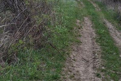 Teren de 3500 mp, în Vișan - 2