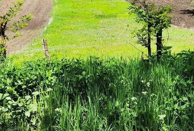 Teren de 2900 mp, în Căianu - 4