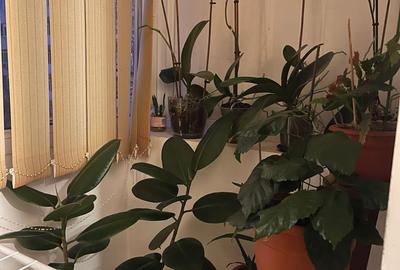 Apartament cu 4 camere decomandat în Lacul Tei - 9