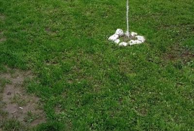 Vând casa în comuna Grădiștea sat rasa - 3