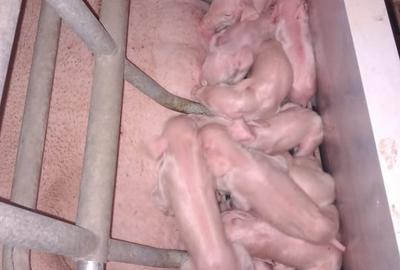 Spațiu industrial, de 1,600 mp, în Exterior Nord - 1