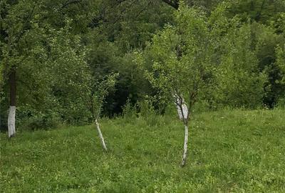 Teren de 1359 mp, în Nistorești - 3
